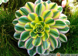 Aeonium – aeonium