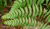 Pteris – orliczka