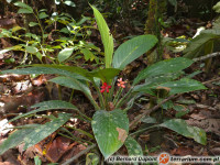 Aglaonema – aglaonema