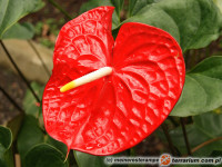 Anthurium – anturium, kitnia