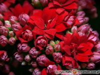 Kalanchoe – kalanchoe