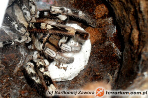 Poecilotheria vittata – raport rozmnożeniowy