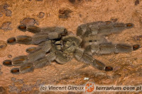 Psalmopoeus cambridgei – ptasznik trynidadzki