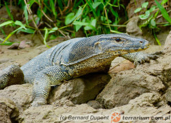 Varanus salvator – waran leśny