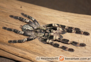 Poecilotheria smithi – ptasznik