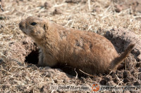 Cynomys ludovicianus – nieświszczuk czarnoogonowy