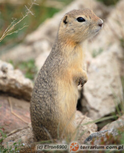 Urocitellus (Spermophilus) richardsonii – suseł Richardsona