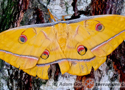 Antheraea yamamai – japoński jedwabnik dębowy*