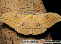 Antheraea pernyi – chiński jedwabnik dębowy