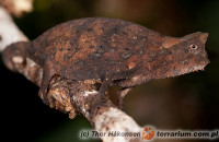 Brookesia superciliaris