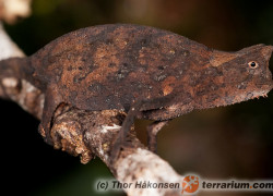 Brookesia superciliaris