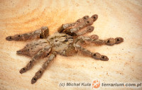 Stromatopelma spp.