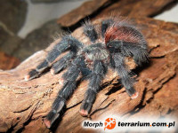 Avicularia velutina – ptasznik