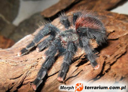 Avicularia velutina – ptasznik