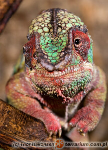 Furcifer pardalis – kameleon lamparci