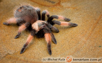 Brachypelma emilia – ptasznik