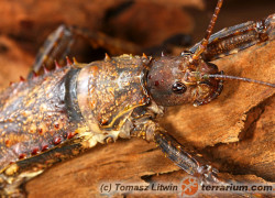 Eurycantha calcarata – straszyk nowogwinejski