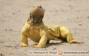 Uromastyx aegyptia – biczogon egipski