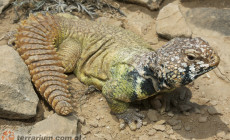 Uromastyx benti