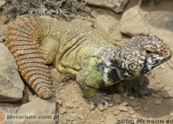 Uromastyx benti