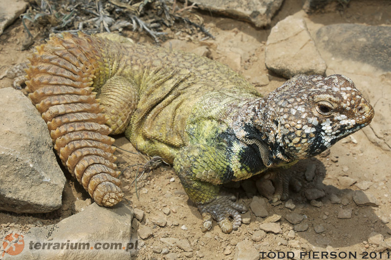 Uromastyx benti