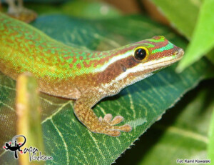 Phelsuma inexpectata