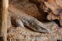 Varanus exanthematicus – waran stepowy, waran pustynny*