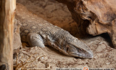 Varanus exanthematicus – waran stepowy, waran pustynny*