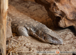 Varanus exanthematicus – waran stepowy, waran pustynny*