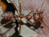 Oecophylla smaragdina – mrówka tkaczka