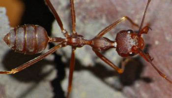 Oecophylla smaragdina – mrówka tkaczka