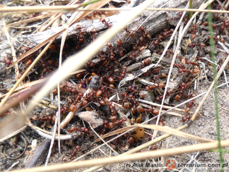 Polyergus rufescens - mrówka amazonka