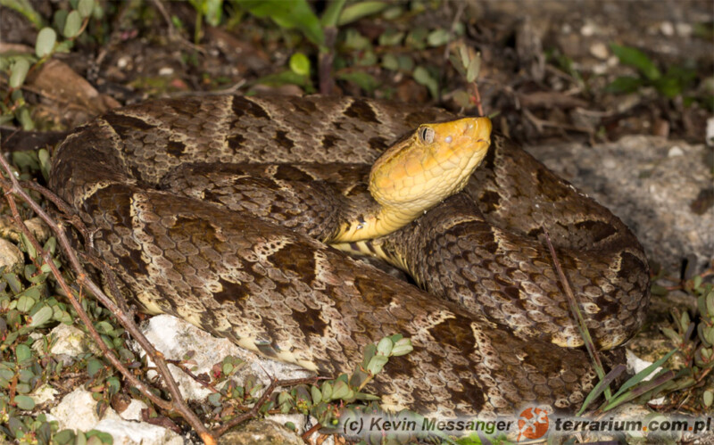 Bothrops asper