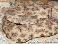 Crotalus mitchellii – grzechotnik cętkowany