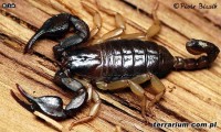 Euscorpius flavicaudis