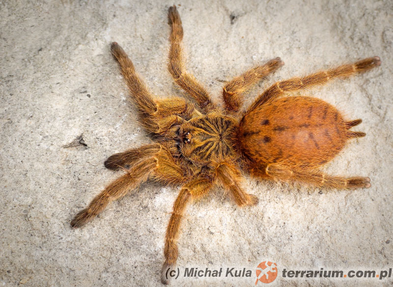 Odmiana "Usambara" - Pterinochilus murinus - ptasznik słoneczny