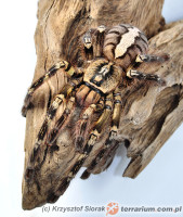 Poecilotheria ornata – ptasznik zdobiony