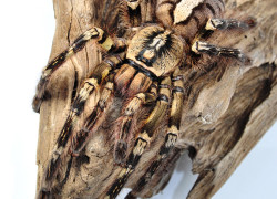 Poecilotheria ornata – ptasznik zdobiony