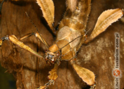 Extatosoma tiaratum – straszyk australijski