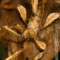 Extatosoma tiaratum – straszyk australijski