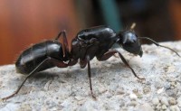 Camponotus vagus