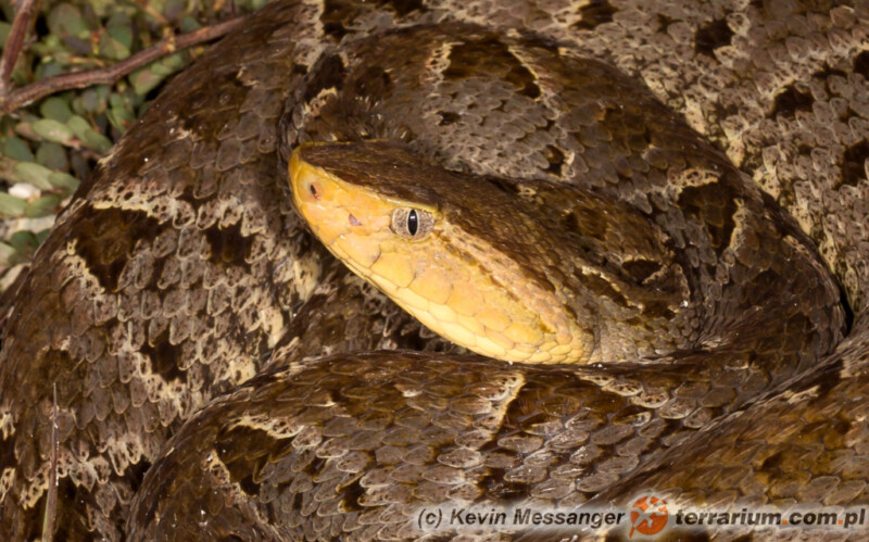 Bothrops asper