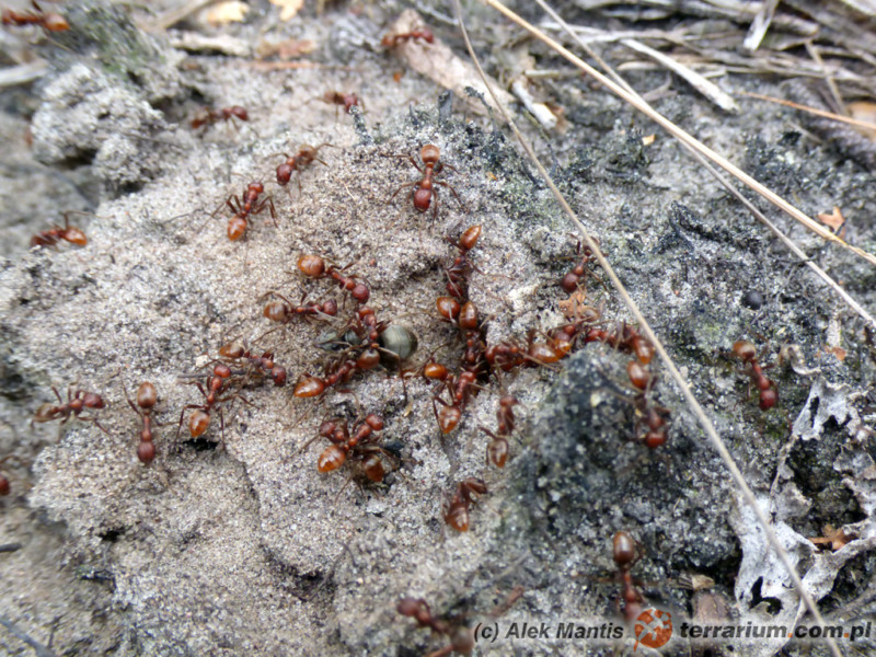 Polyergus rufescens - mrówka amazonka