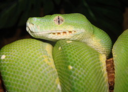 Morelia viridis – pyton zielony