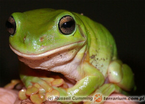 Litoria caerulea – rzekotka australijska