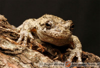 Hyla versicolor – rzekotka szara