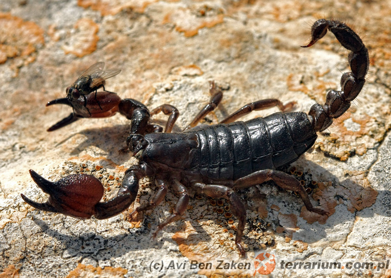 Scorpio maurus fuscus - skorpion