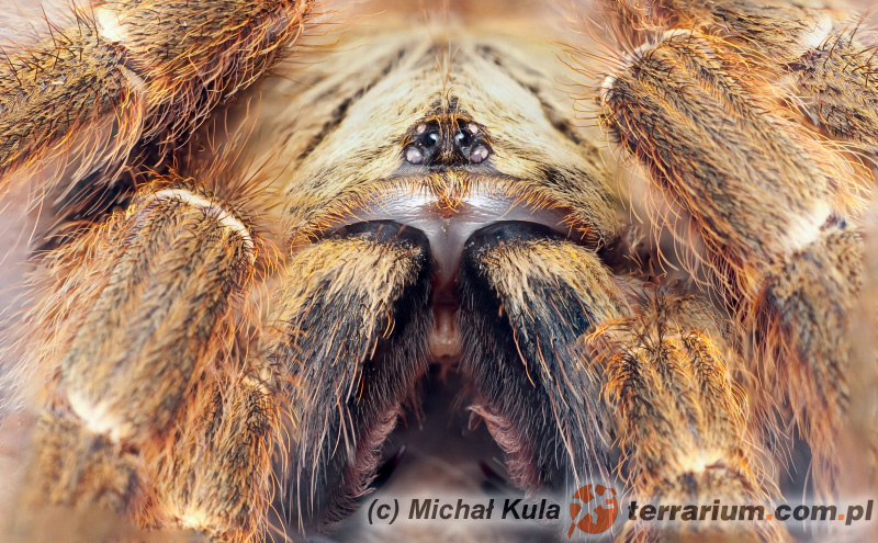 Pterinochilus murinus - ptasznik słoneczny