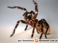 Theraphosa spp.