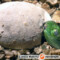 Legwan zielony – iguana iguana – raport rozmnożeniowy